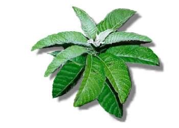 sambong clipart|Sambong (Blumea balsamifera) .